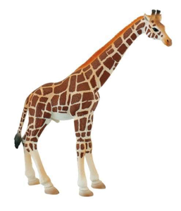 Picture of Girafa mascul