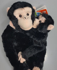 Picture of Maimuta care se agata Cimpanzeu cu pui
